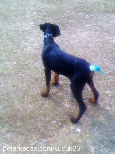 küçük Erkek Doberman Pinscher