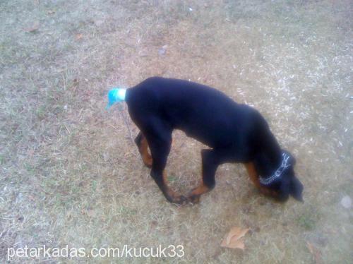 küçük Erkek Doberman Pinscher