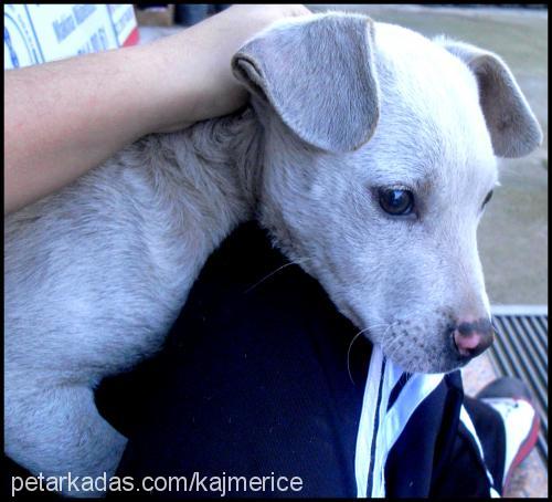 Şapşi Erkek Sokö (Sokak Köpeği)