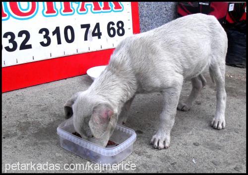 Şapşi Erkek Sokö (Sokak Köpeği)