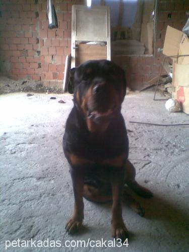 çakal Erkek Rottweiler