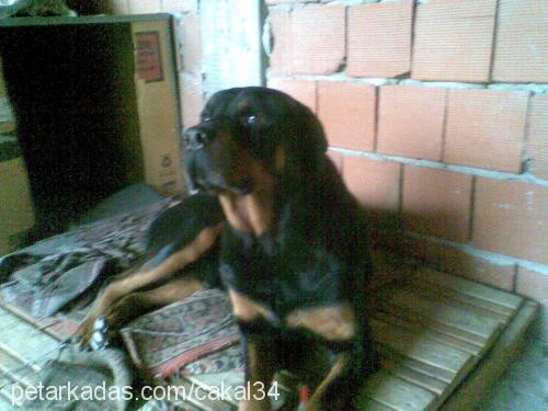 çakal Erkek Rottweiler