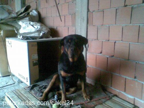 çakal Erkek Rottweiler