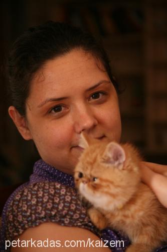 turunc Dişi Exotic Shorthair