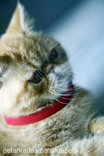 turunc Dişi Exotic Shorthair