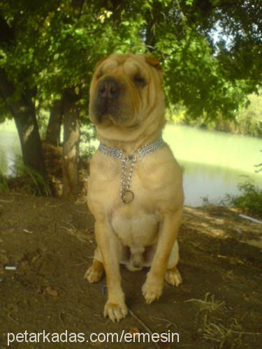 efe Erkek Çin Shar-Pei