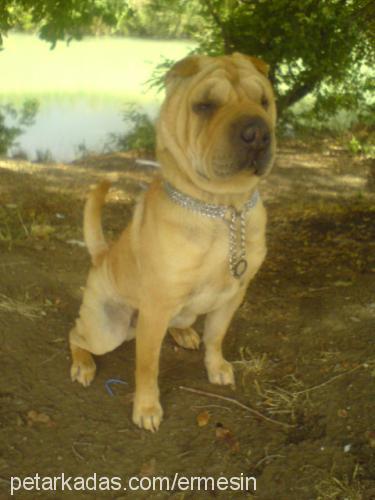 efe Erkek Çin Shar-Pei