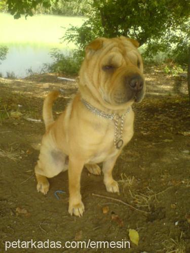 efe Erkek Çin Shar-Pei