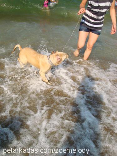 zoe Dişi Golden Retriever