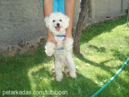 fifi Dişi West Highland White Terrier