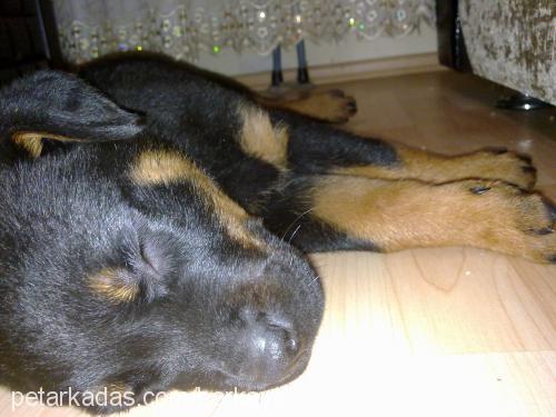 Şila Dişi Rottweiler