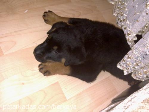 Şila Dişi Rottweiler