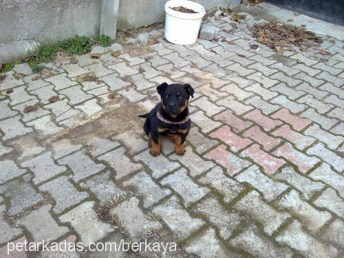 Şila Dişi Rottweiler