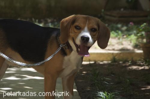 jacob Erkek Beagle