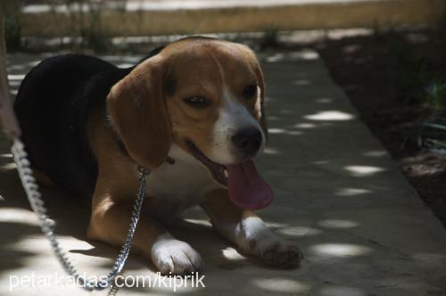 jacob Erkek Beagle