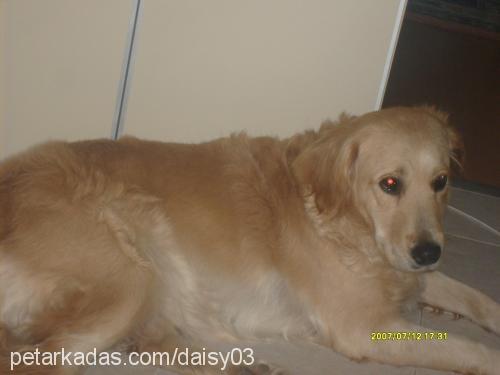 daisy Dişi Golden Retriever