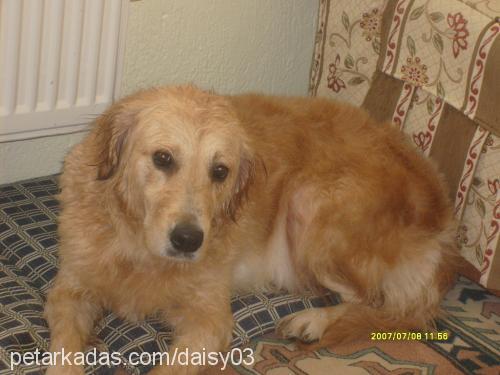 daisy Dişi Golden Retriever