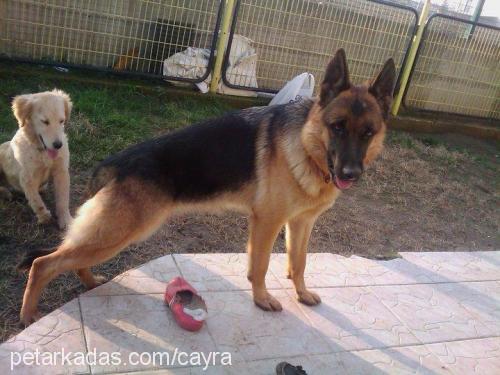 tina Dişi Alman Çoban Köpeği