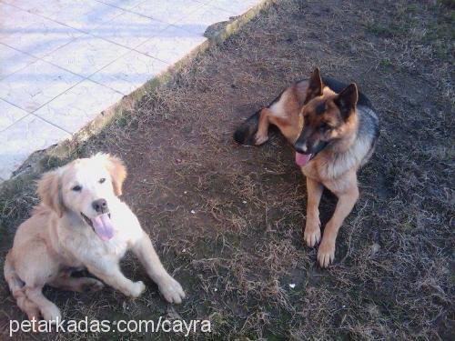 tina Dişi Alman Çoban Köpeği