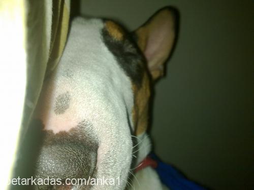 anka Erkek Bull Terrier