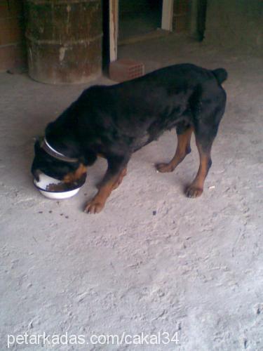 çakal Erkek Rottweiler