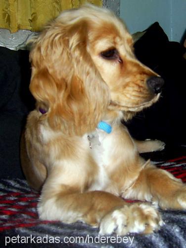 badem Dişi Amerikan Cocker Spaniel