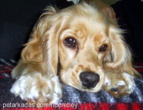 badem Dişi Amerikan Cocker Spaniel