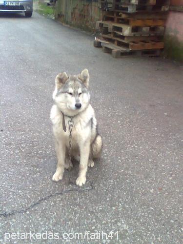 ares Erkek Sibirya Kurdu (Husky)