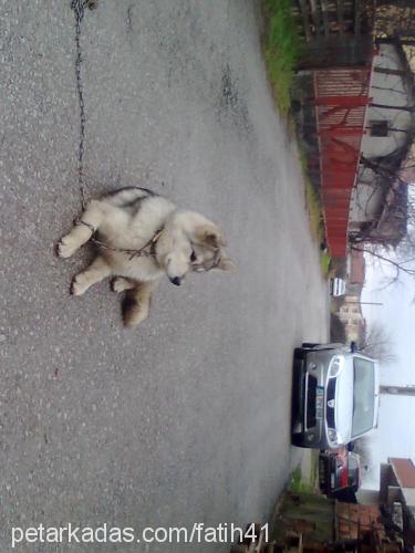 ares Erkek Sibirya Kurdu (Husky)