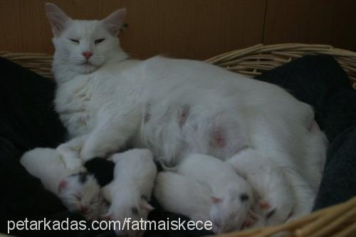 benek Dişi Ankara Kedisi (Angora)