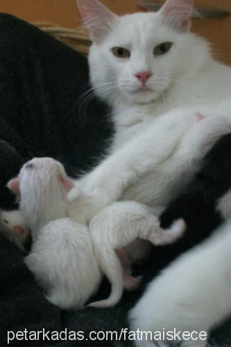 benek Dişi Ankara Kedisi (Angora)