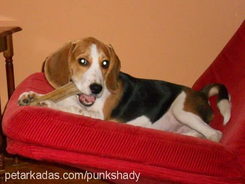 rex Erkek Beagle