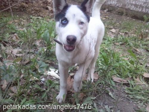 silver Dişi Sibirya Kurdu (Husky)