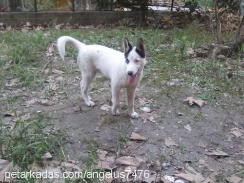 silver Dişi Sibirya Kurdu (Husky)