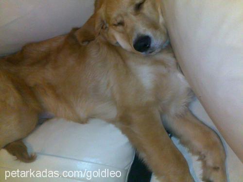 leo Erkek Golden Retriever