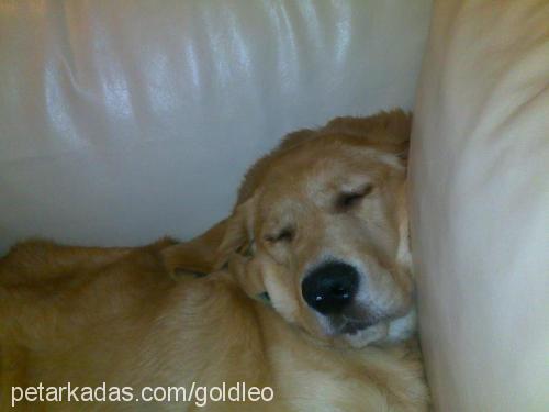 leo Erkek Golden Retriever