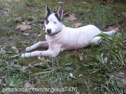 silver Dişi Sibirya Kurdu (Husky)