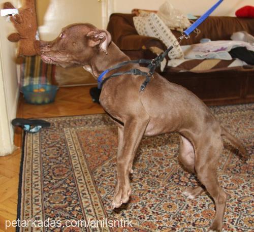 biber Erkek Bull Terrier