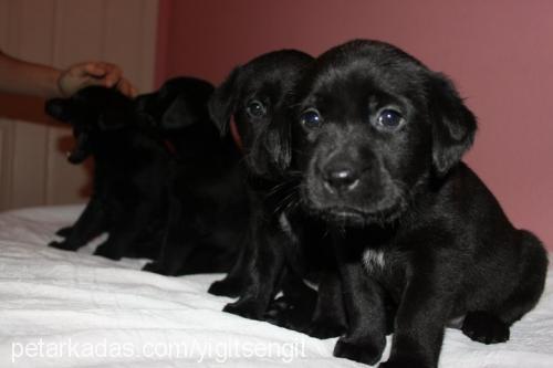 ela Dişi Labrador Retriever