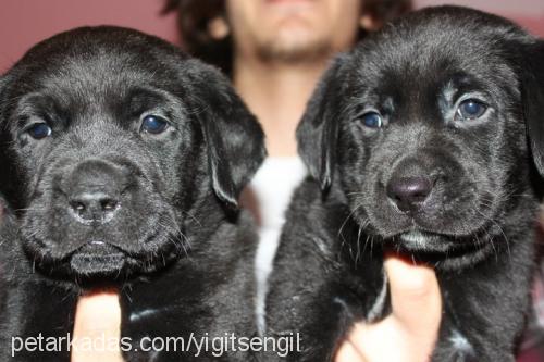 ela Dişi Labrador Retriever