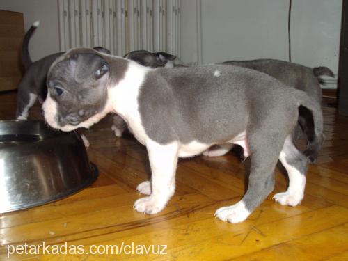 zorro Erkek Amerikan Staffordshire Terrier