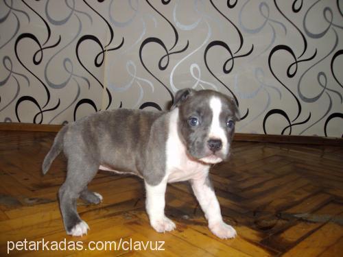 zorro Erkek Amerikan Staffordshire Terrier