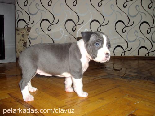 zorro Erkek Amerikan Staffordshire Terrier