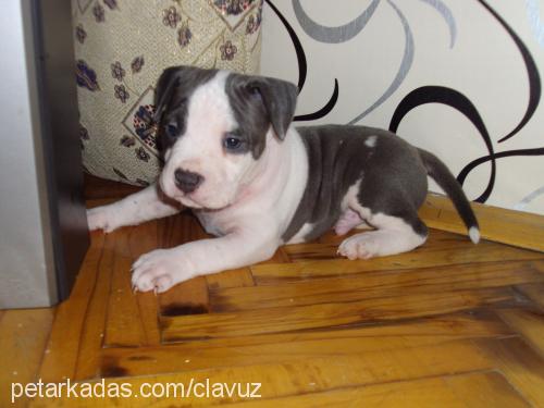 zorro Erkek Amerikan Staffordshire Terrier