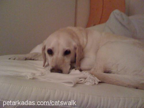 luna Dişi Labrador Retriever