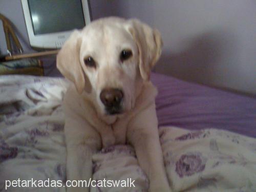 luna Dişi Labrador Retriever