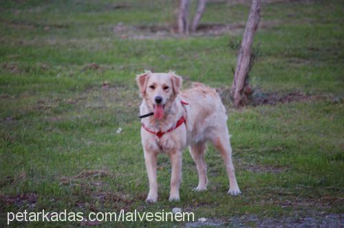 ladymicha Dişi Golden Retriever