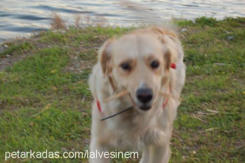 ladymicha Dişi Golden Retriever