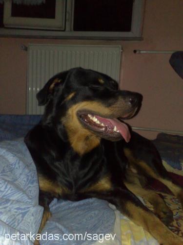 vegas Dişi Rottweiler