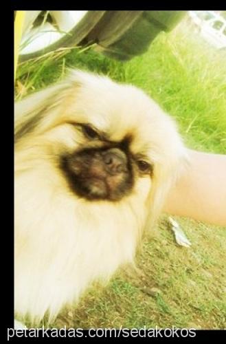 puki Erkek Pekingese